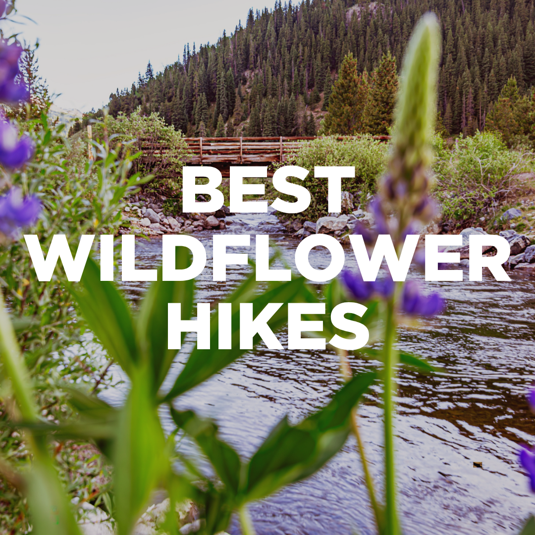 Best Wildflower Hikes Near Breckenridge, Colorado